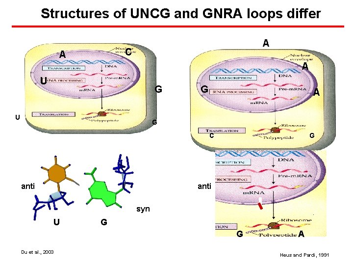 Structures of UNCG and GNRA loops differ A C A A U G A