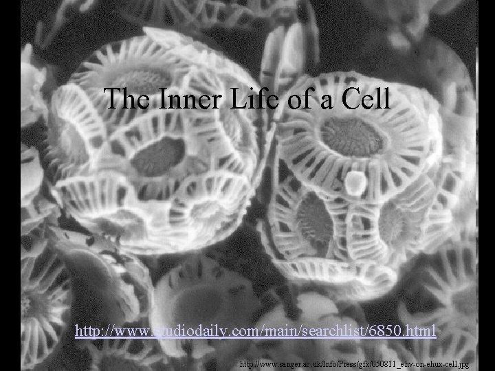 The Inner Life of a Cell http: //www. studiodaily. com/main/searchlist/6850. html http: //www. sanger.