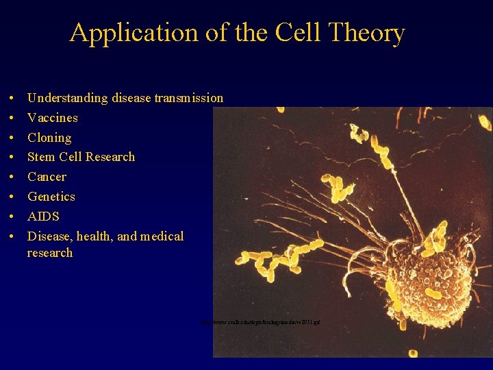 Application of the Cell Theory • • Understanding disease transmission Vaccines Cloning Stem Cell