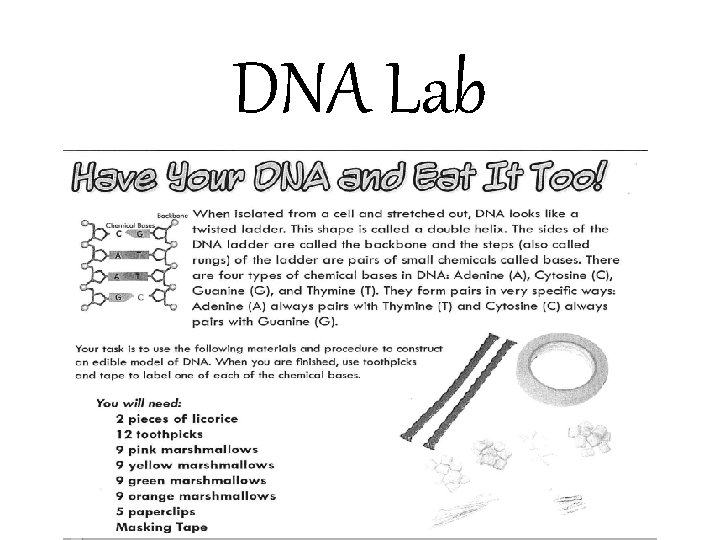DNA Lab 
