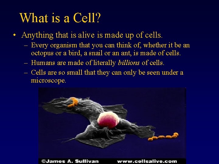 What is a Cell? • Anything that is alive is made up of cells.