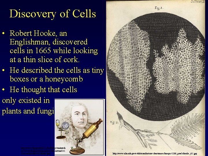 Discovery of Cells • Robert Hooke, an Englishman, discovered cells in 1665 while looking