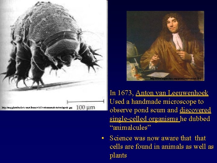 http: //www. ndpteachers. org/perit/Leeuwenhoek. JPG http: //img. photobucket. com/albums/v 165/cottonmanifesto/tardigrade. jpg • In 1673,