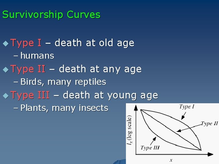 Survivorship Curves u Type I – death at old age – humans u Type