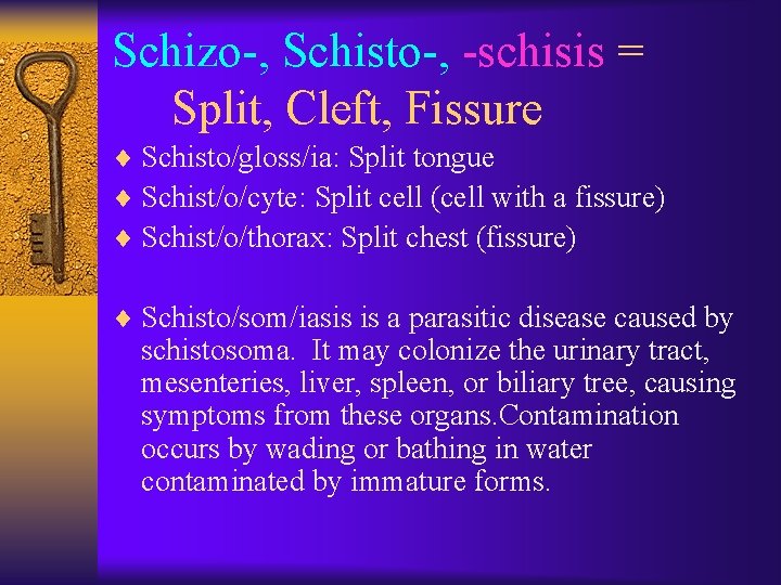 Schizo-, Schisto-, -schisis = Split, Cleft, Fissure ¨ Schisto/gloss/ia: Split tongue ¨ Schist/o/cyte: Split