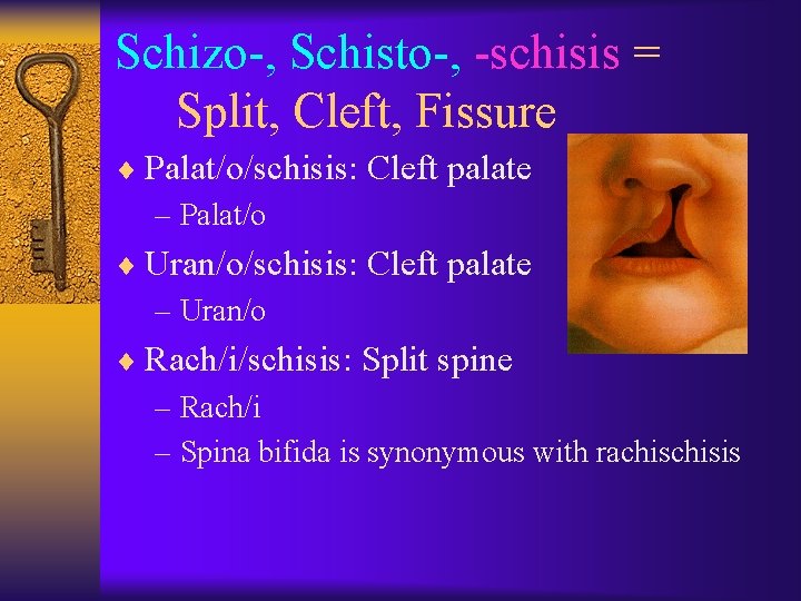 Schizo-, Schisto-, -schisis = Split, Cleft, Fissure ¨ Palat/o/schisis: Cleft palate – Palat/o ¨