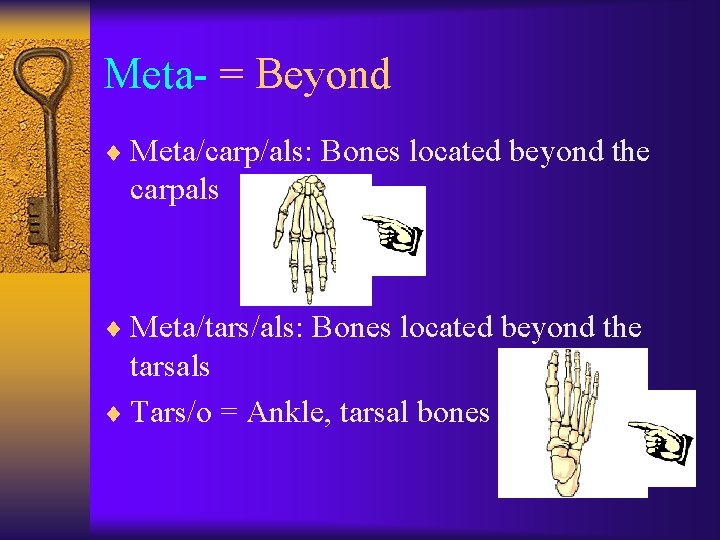 Meta- = Beyond ¨ Meta/carp/als: Bones located beyond the carpals ¨ Meta/tars/als: Bones located