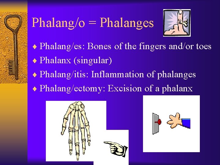 Phalang/o = Phalanges ¨ Phalang/es: Bones of the fingers and/or toes ¨ Phalanx (singular)