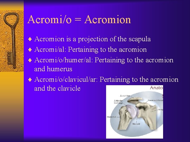Acromi/o = Acromion ¨ Acromion is a projection of the scapula ¨ Acromi/al: Pertaining