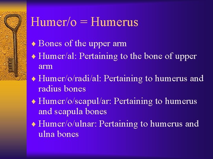 Humer/o = Humerus ¨ Bones of the upper arm ¨ Humer/al: Pertaining to the