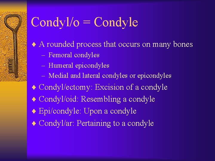 Condyl/o = Condyle ¨ A rounded process that occurs on many bones – Femoral