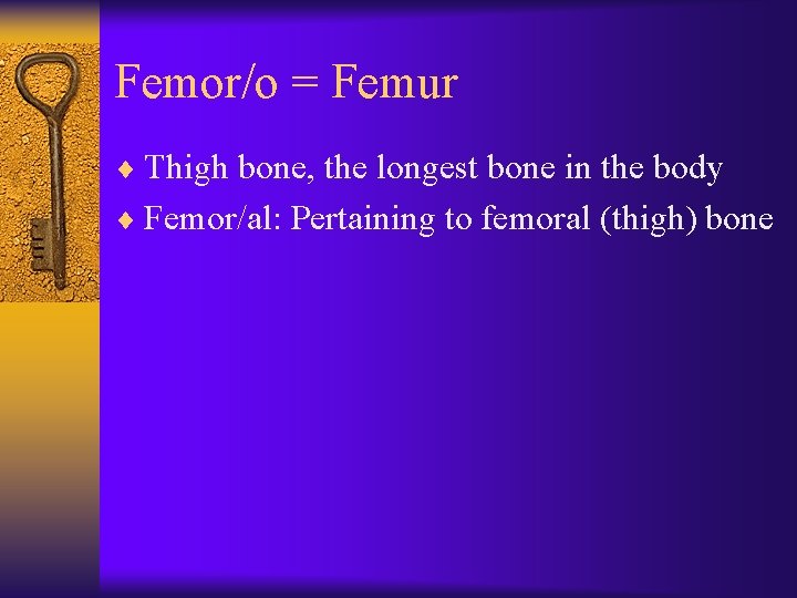 Femor/o = Femur ¨ Thigh bone, the longest bone in the body ¨ Femor/al: