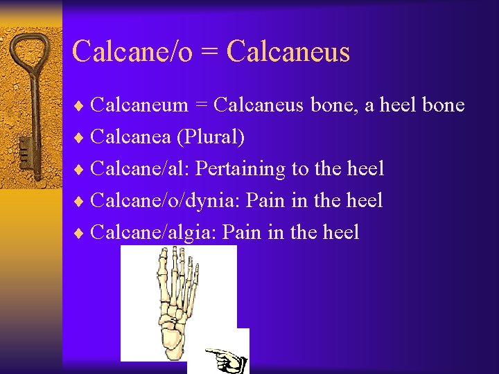 Calcane/o = Calcaneus ¨ Calcaneum = Calcaneus bone, a heel bone ¨ Calcanea (Plural)