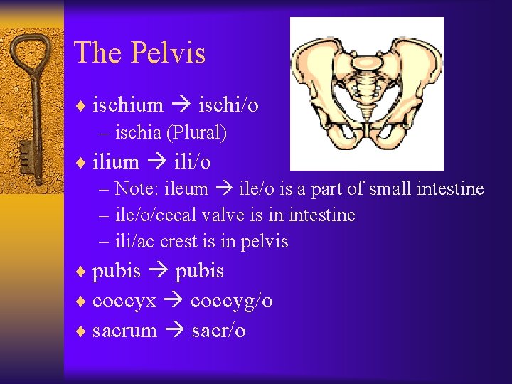 The Pelvis ¨ ischium ischi/o – ischia (Plural) ¨ ilium ili/o – Note: ileum