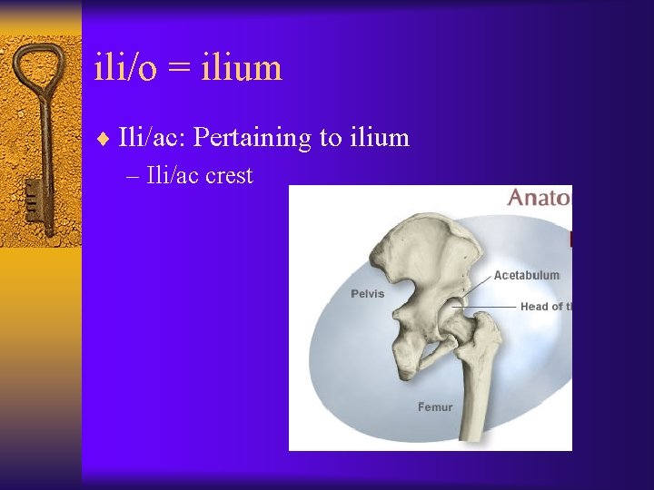 ili/o = ilium ¨ Ili/ac: Pertaining to ilium – Ili/ac crest 