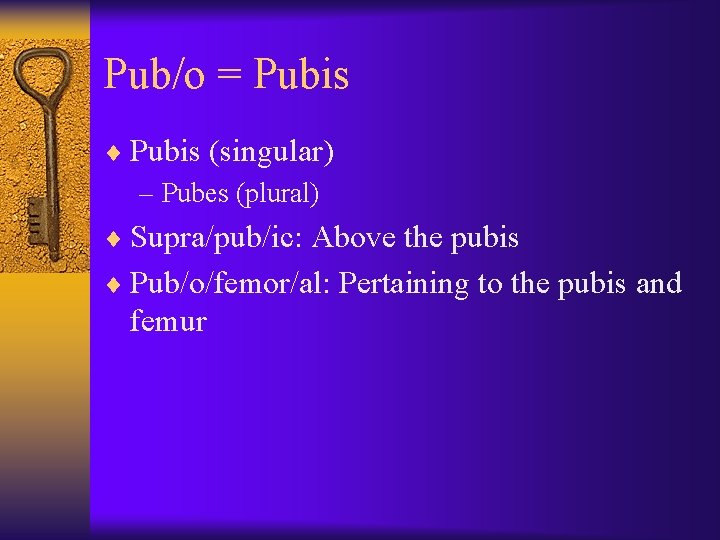 Pub/o = Pubis ¨ Pubis (singular) – Pubes (plural) ¨ Supra/pub/ic: Above the pubis