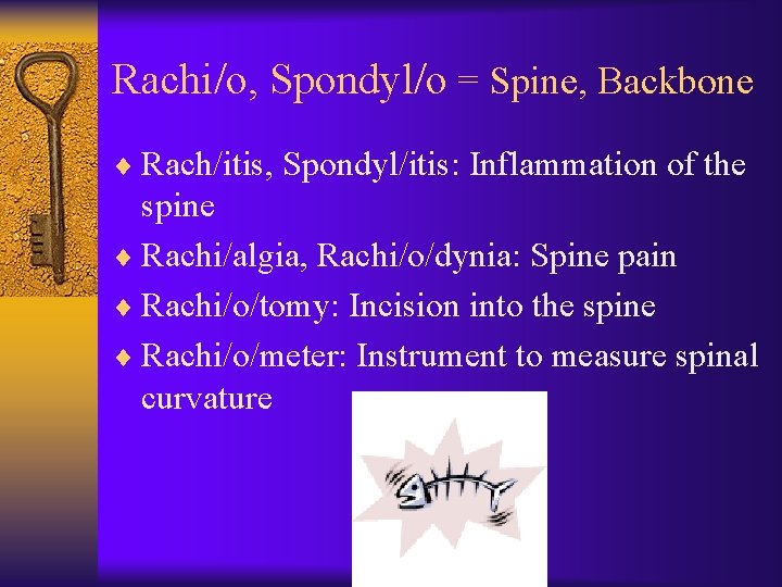 Rachi/o, Spondyl/o = Spine, Backbone ¨ Rach/itis, Spondyl/itis: Inflammation of the spine ¨ Rachi/algia,