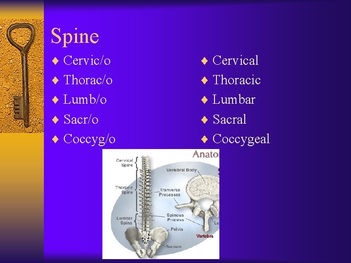 Spine ¨ Cervic/o ¨ Cervical ¨ Thorac/o ¨ Thoracic ¨ Lumb/o ¨ Lumbar ¨