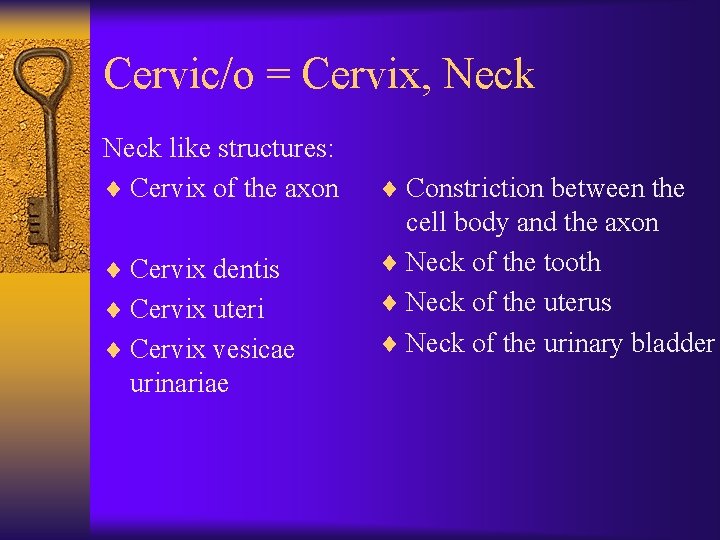 Cervic/o = Cervix, Neck like structures: ¨ Cervix of the axon ¨ Cervix dentis