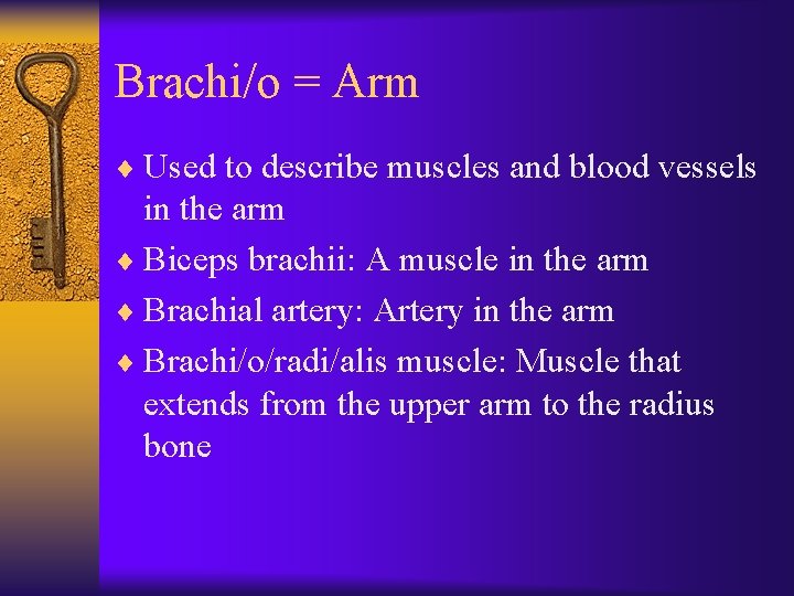 Brachi/o = Arm ¨ Used to describe muscles and blood vessels in the arm