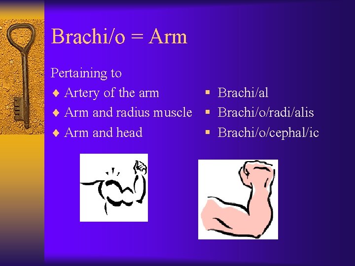 Brachi/o = Arm Pertaining to ¨ Artery of the arm § Brachi/al ¨ Arm