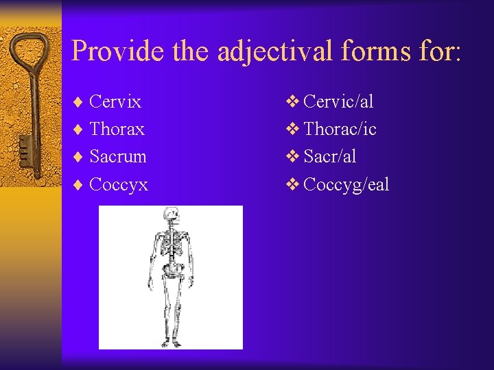 Provide the adjectival forms for: ¨ Cervix v Cervic/al ¨ Thorax v Thorac/ic ¨