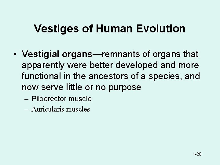 Vestiges of Human Evolution • Vestigial organs—remnants of organs that apparently were better developed