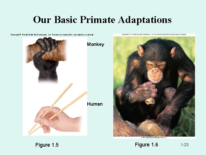 Our Basic Primate Adaptations Copyright © The Mc. Graw-Hill Companies, Inc. Permission required for