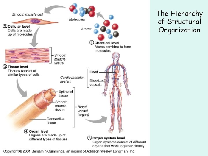 The Hierarchy of Structural Organization 
