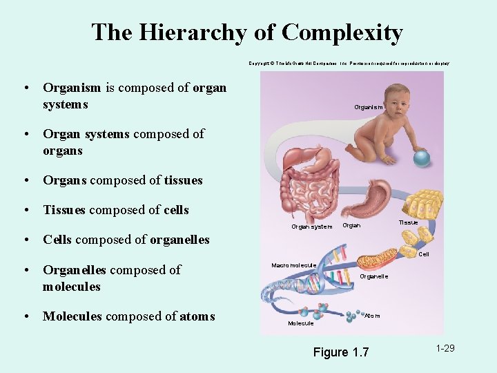 The Hierarchy of Complexity Copyright © The Mc. Graw-Hill Companies, Inc. Permission required for