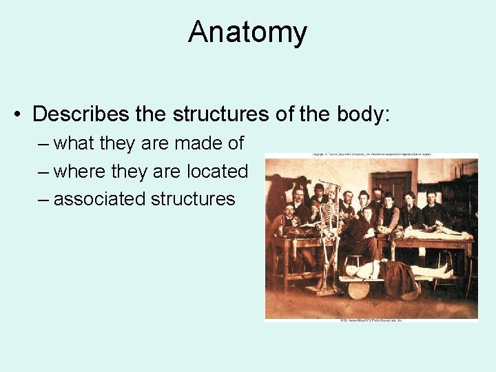 Anatomy • Describes the structures of the body: – what they are made of