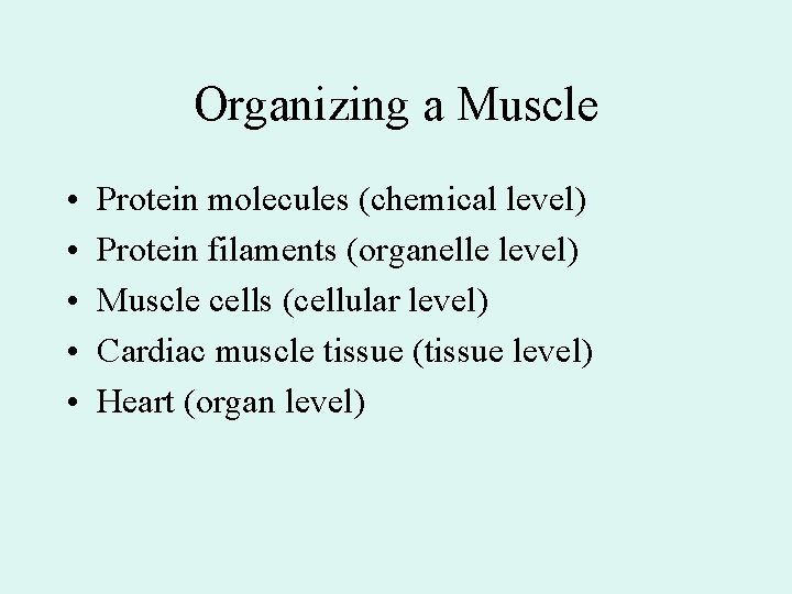 Organizing a Muscle • • • Protein molecules (chemical level) Protein filaments (organelle level)