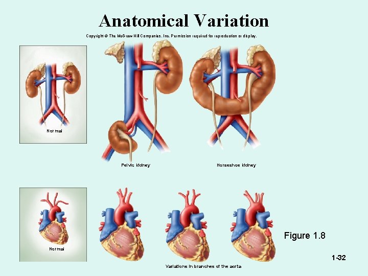 Anatomical Variation Copyright © The Mc. Graw-Hill Companies, Inc. Permission required for reproduction or