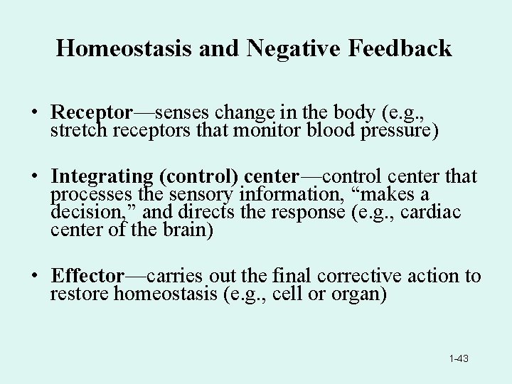 Homeostasis and Negative Feedback • Receptor—senses change in the body (e. g. , stretch