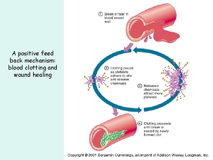 A positive feed back mechanism: blood clotting and wound healing 