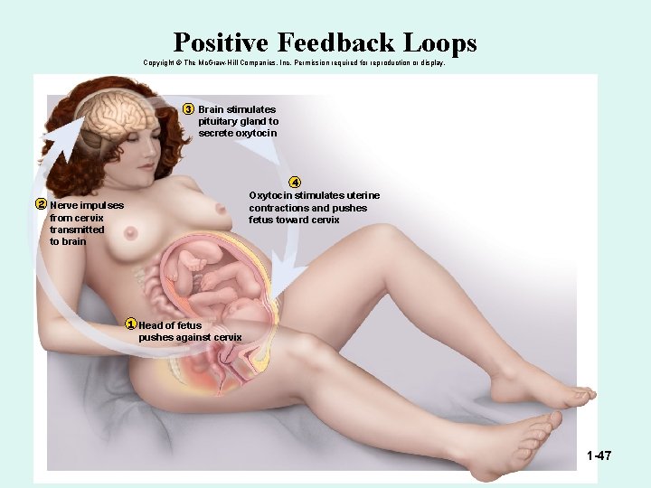 Positive Feedback Loops Copyright © The Mc. Graw-Hill Companies, Inc. Permission required for reproduction