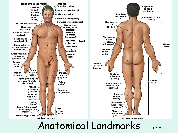 Anatomical Landmarks Figure 1– 6 
