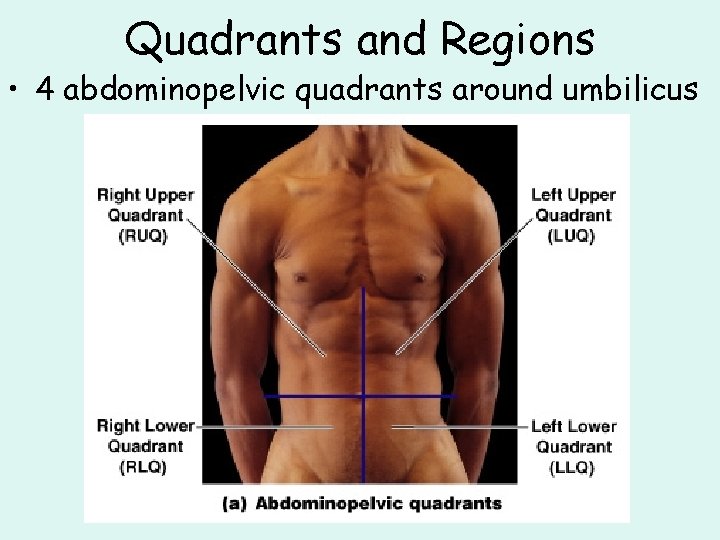 Quadrants and Regions • 4 abdominopelvic quadrants around umbilicus 