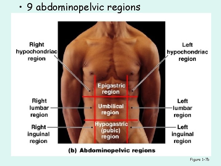  • 9 abdominopelvic regions Figure 1– 7 b 