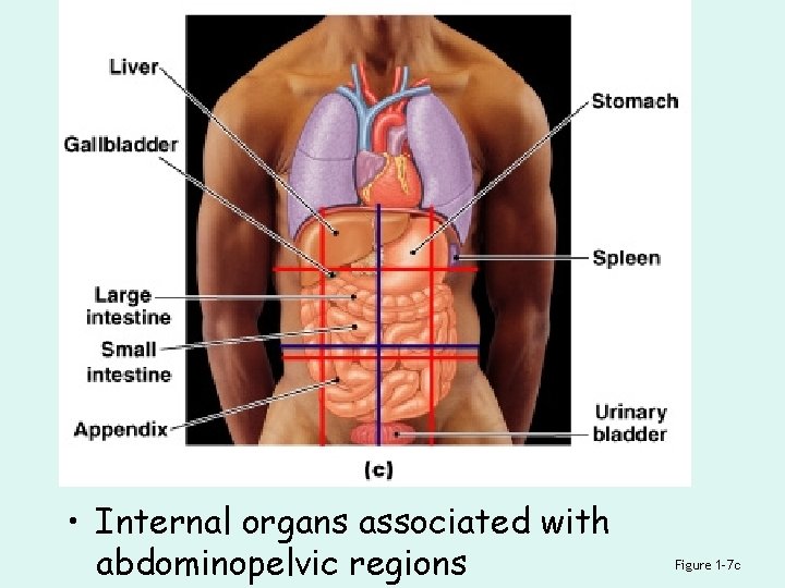  • Internal organs associated with abdominopelvic regions Figure 1– 7 c 