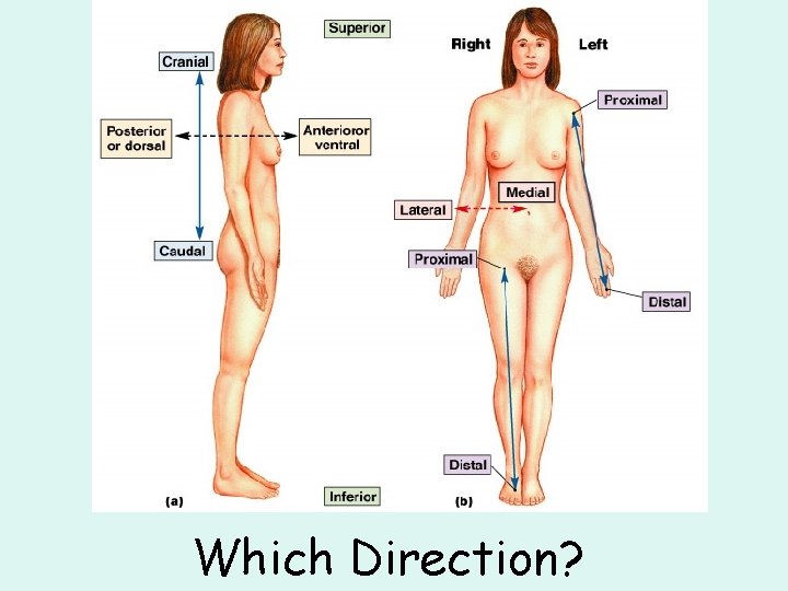 Which Direction? 