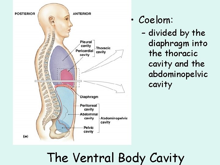  • Coelom: – divided by the diaphragm into the thoracic cavity and the