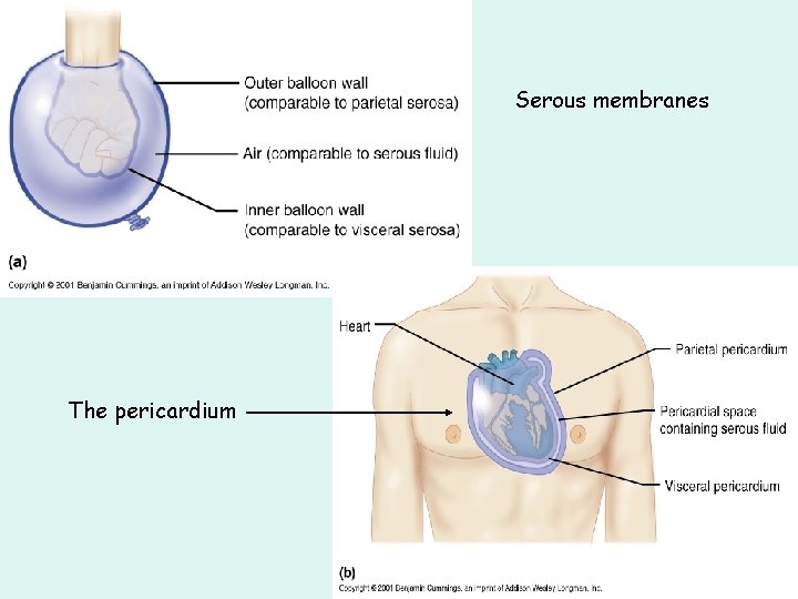 Serous membranes The pericardium 