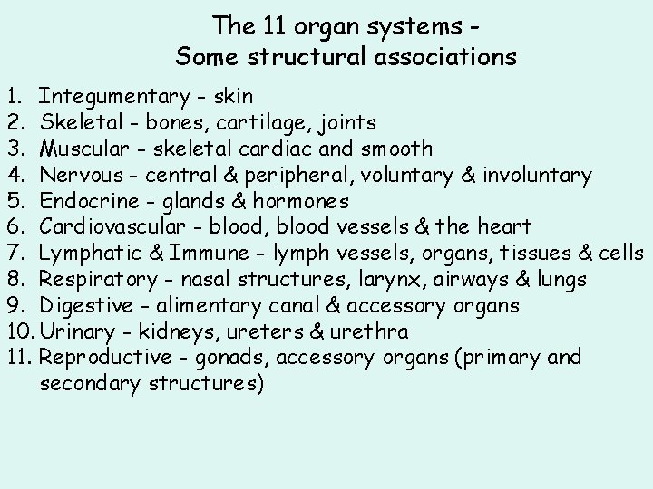 The 11 organ systems Some structural associations 1. Integumentary - skin 2. Skeletal -