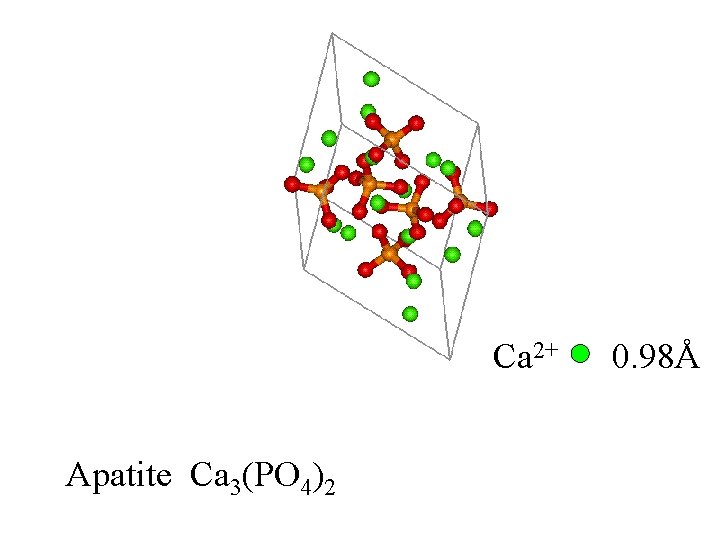 Ca 2+ Apatite Ca 3(PO 4)2 0. 98Å 