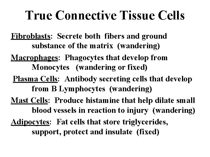 True Connective Tissue Cells Fibroblasts: Secrete both fibers and ground substance of the matrix