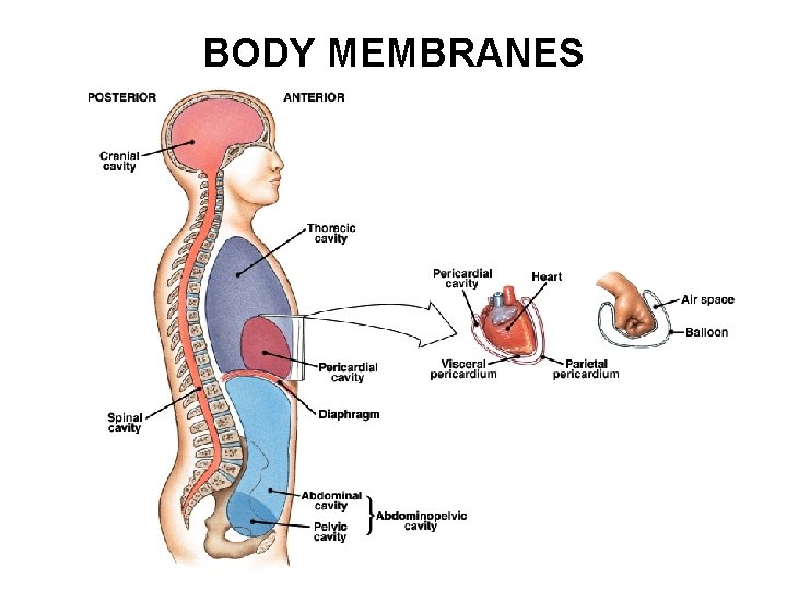 BODY MEMBRANES 