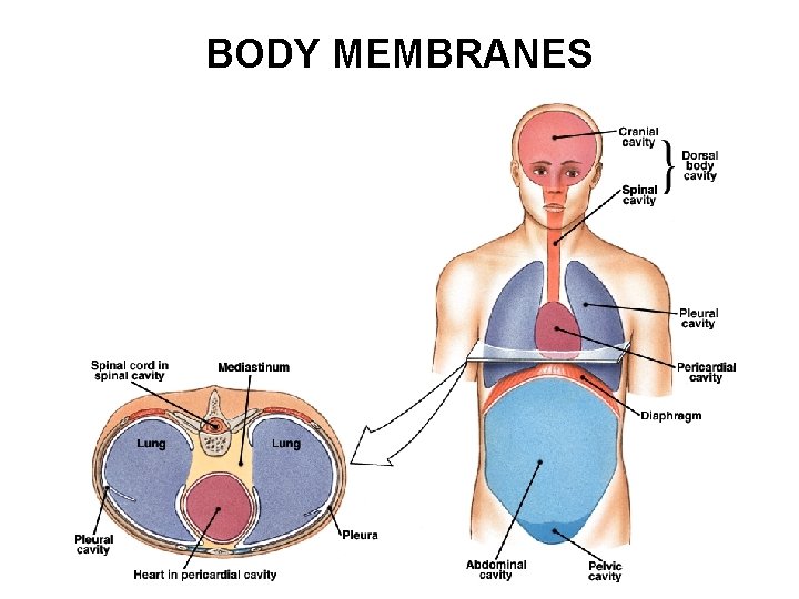 BODY MEMBRANES 