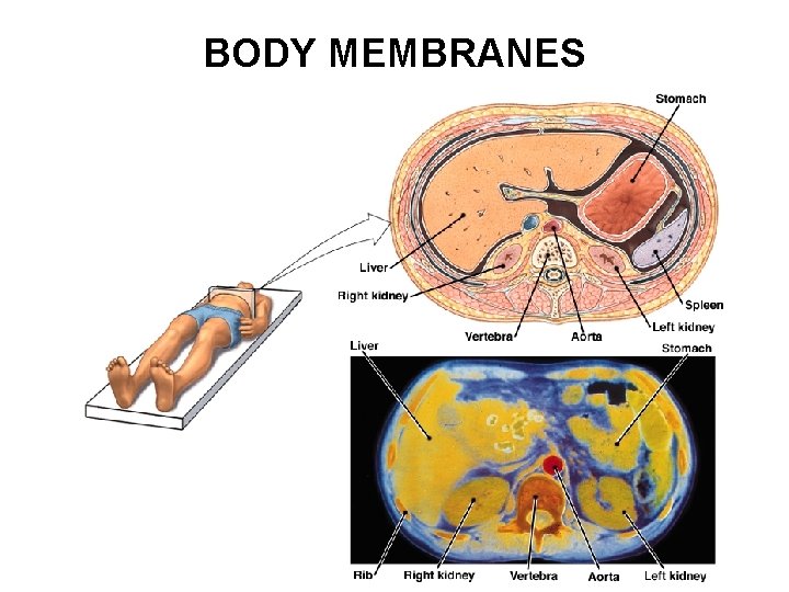 BODY MEMBRANES 