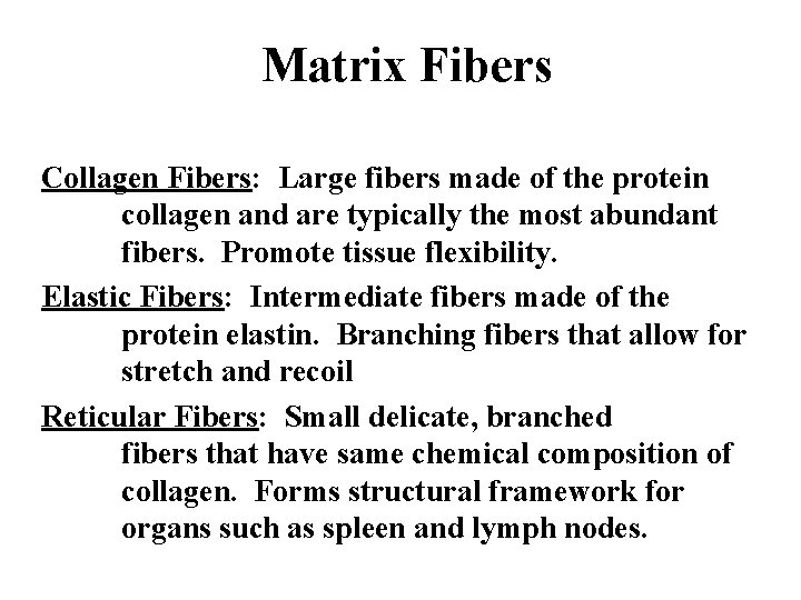 Matrix Fibers Collagen Fibers: Large fibers made of the protein collagen and are typically